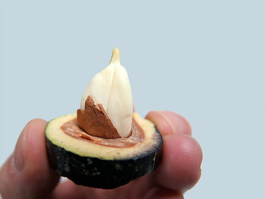 5 Reasons Why Pili Nuts Make Great Paleo And Keto Snacks