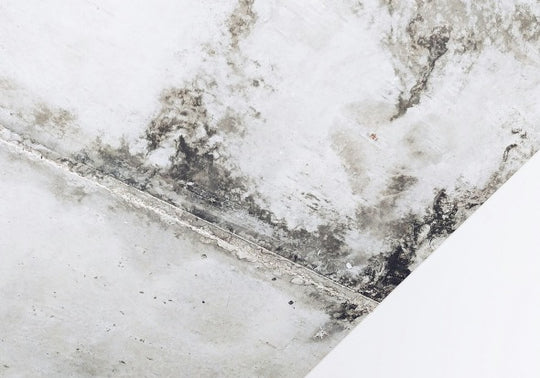 Understanding the Health Risks of Mould Toxicity